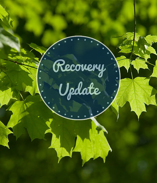 The cover of Recovery Update newsletter: Close-up shot of green leaves.